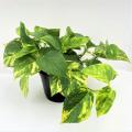 POTHOS GOLDEN 6"