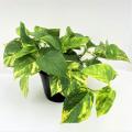 POTHOS GOLDEN 6"