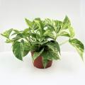 POTHOS MARBLE QUEEN 6"