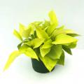 POTHOS NEON 6"