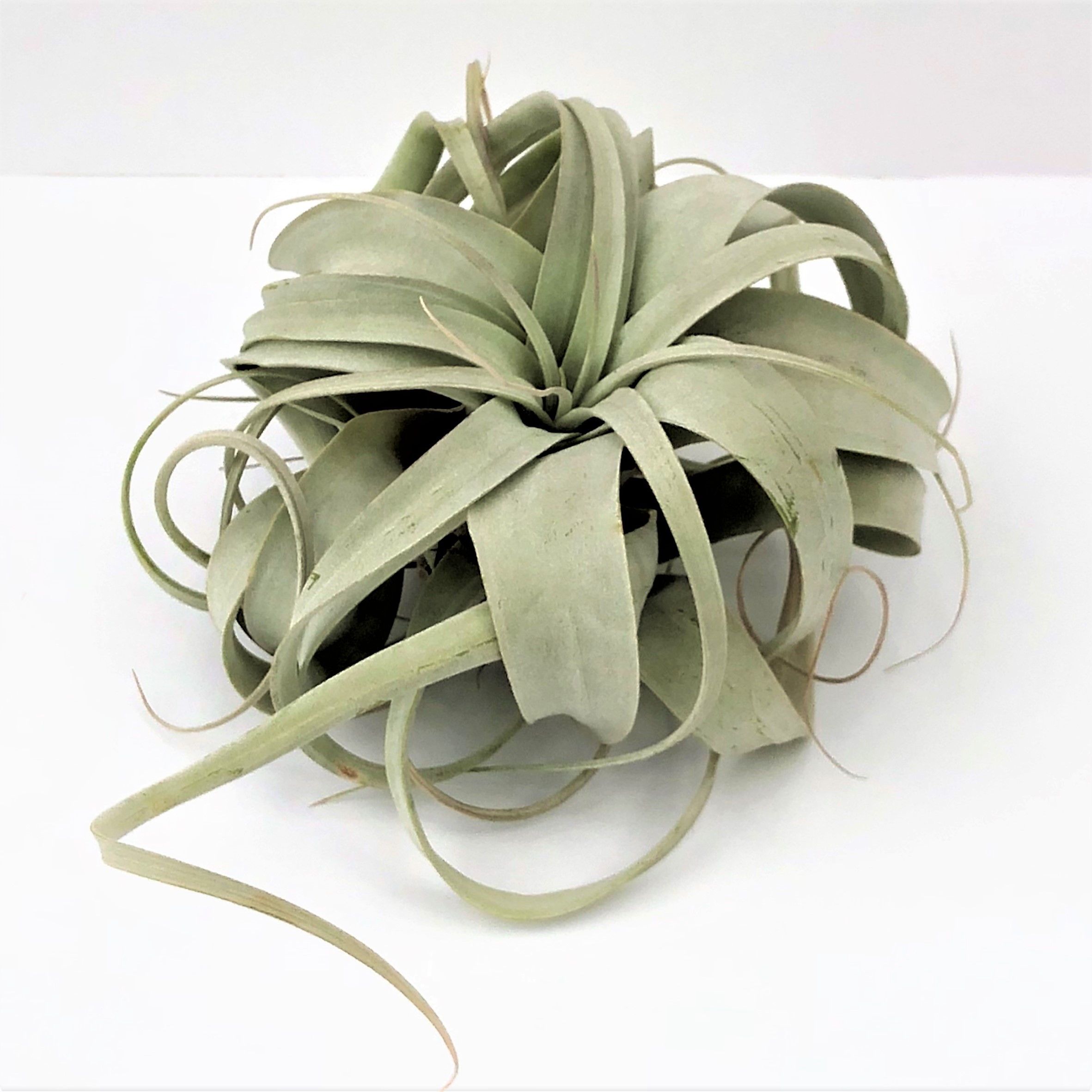 AIRPLANT XEROGRAPHICA