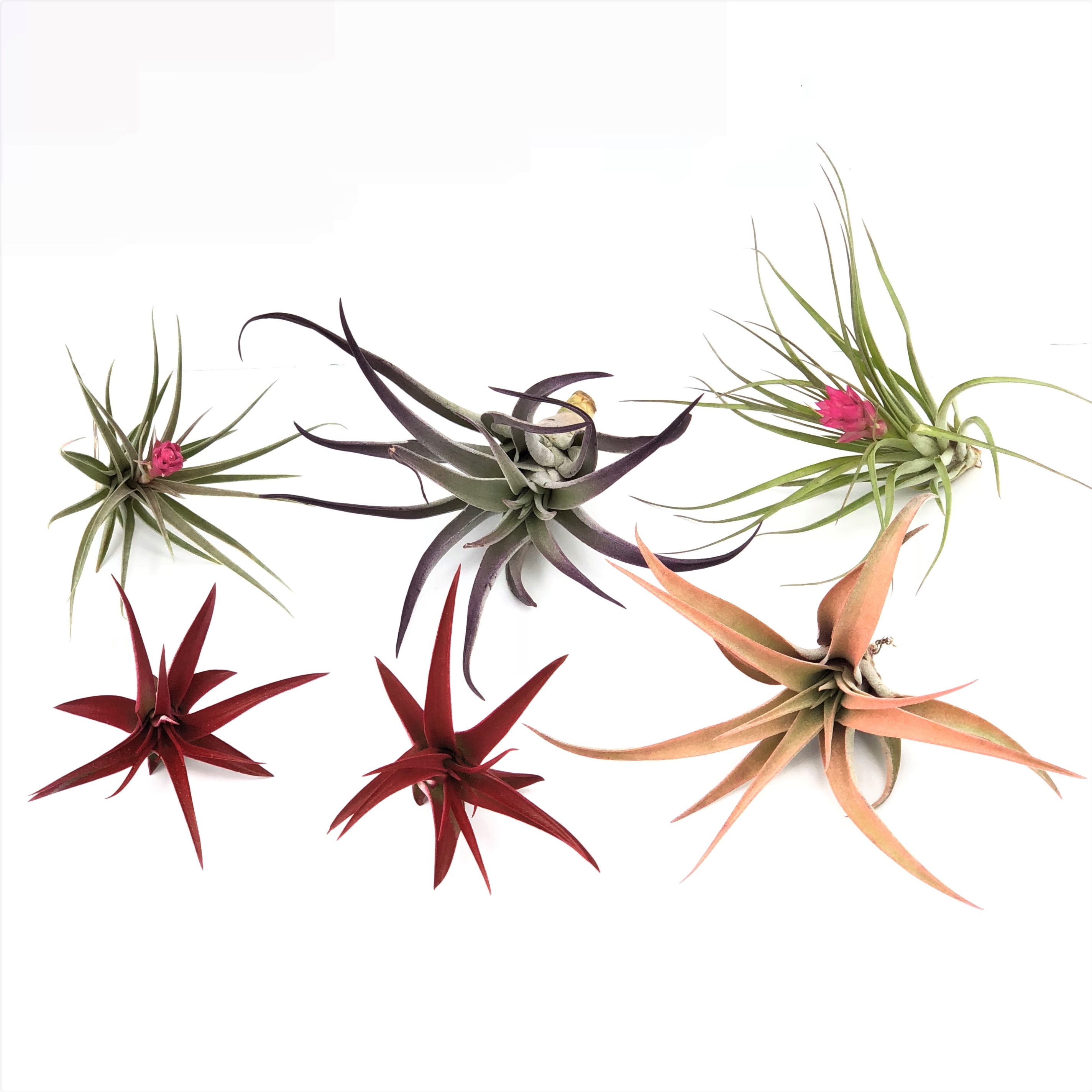 AIRPLANT