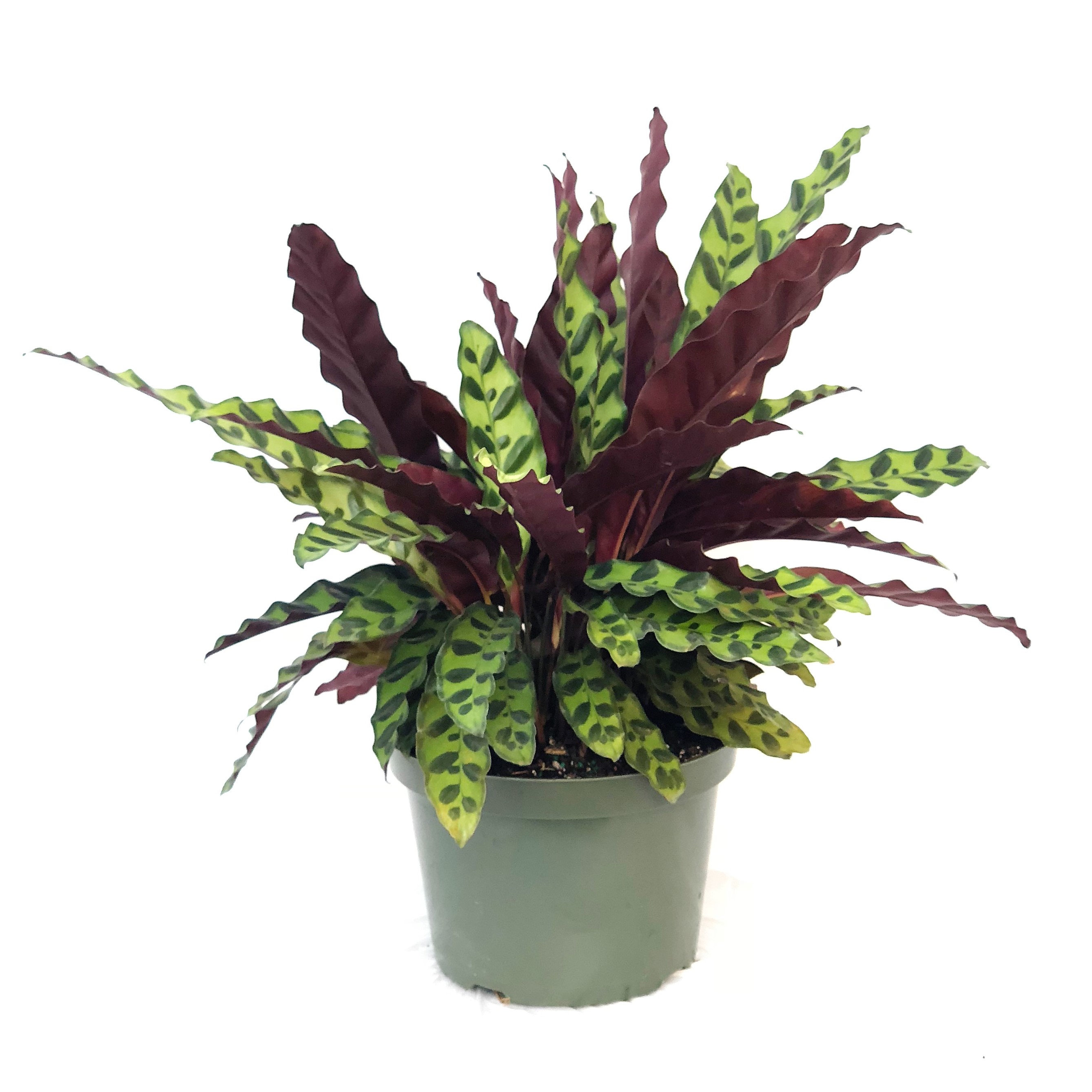 CALATHEA 8"