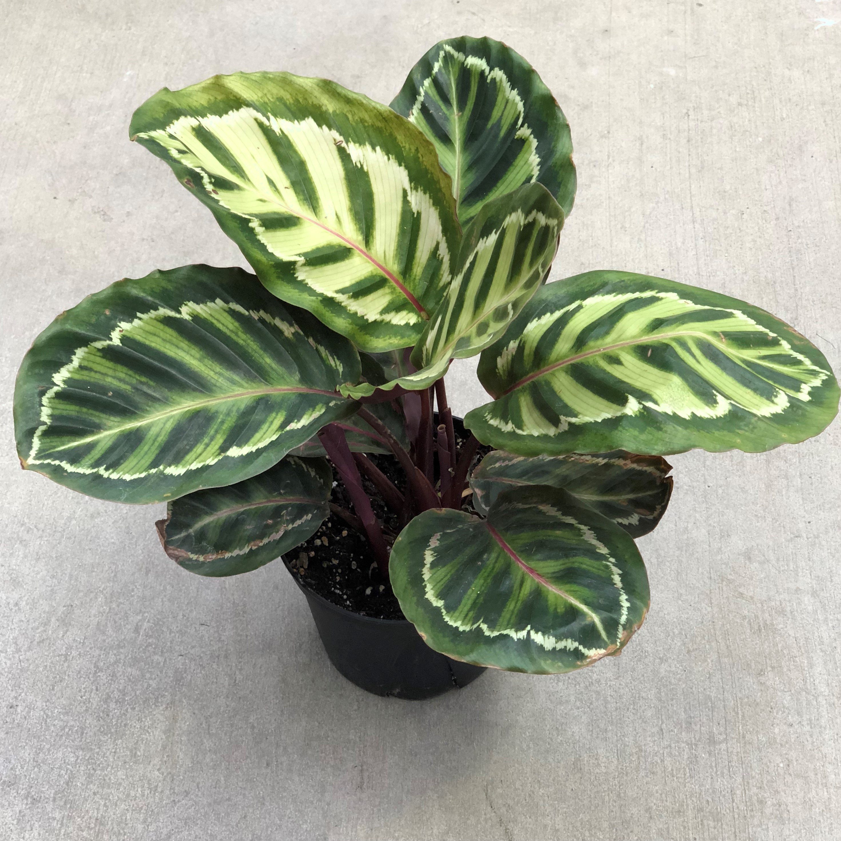 CALATHEA 6"