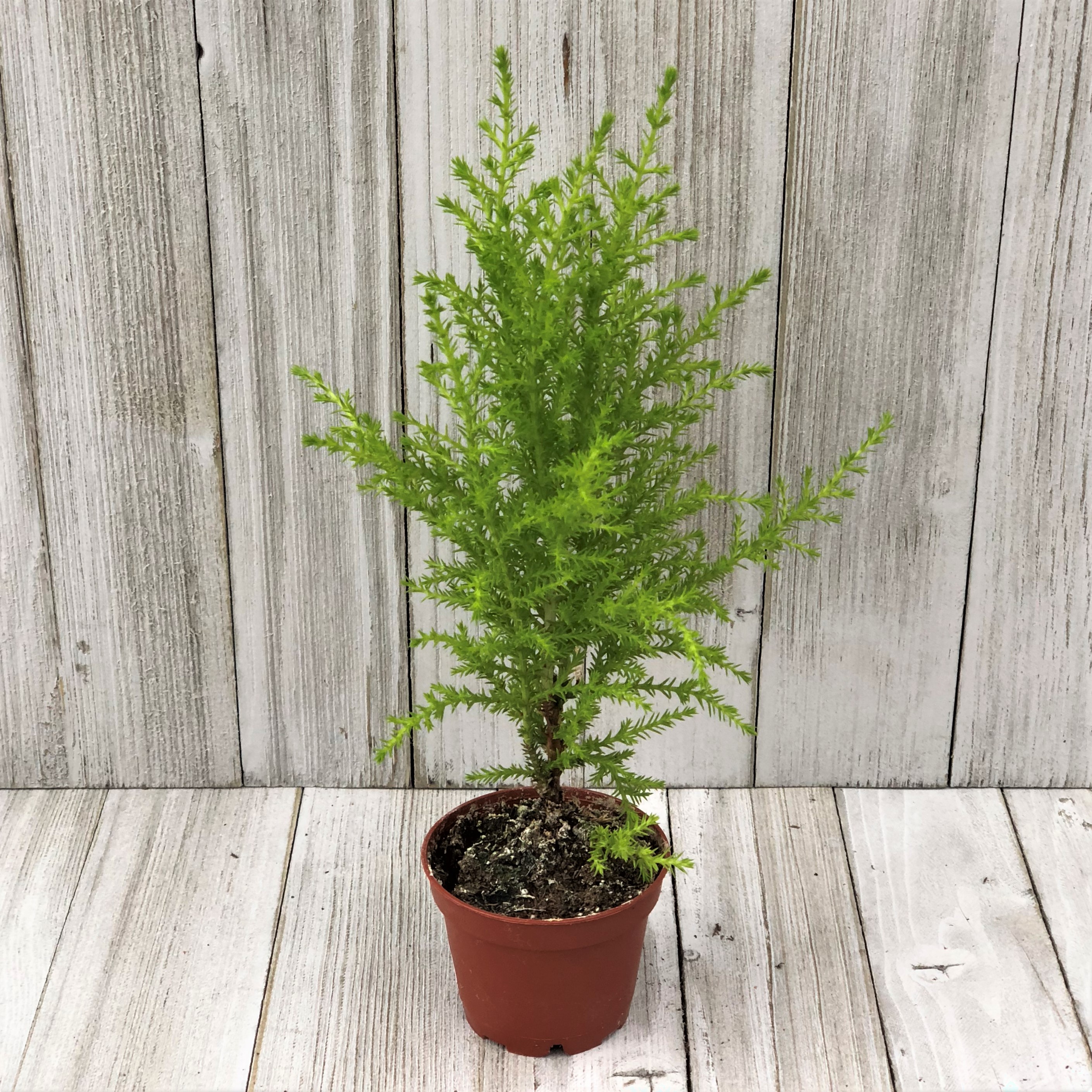 LEMON CYPRESS 2"