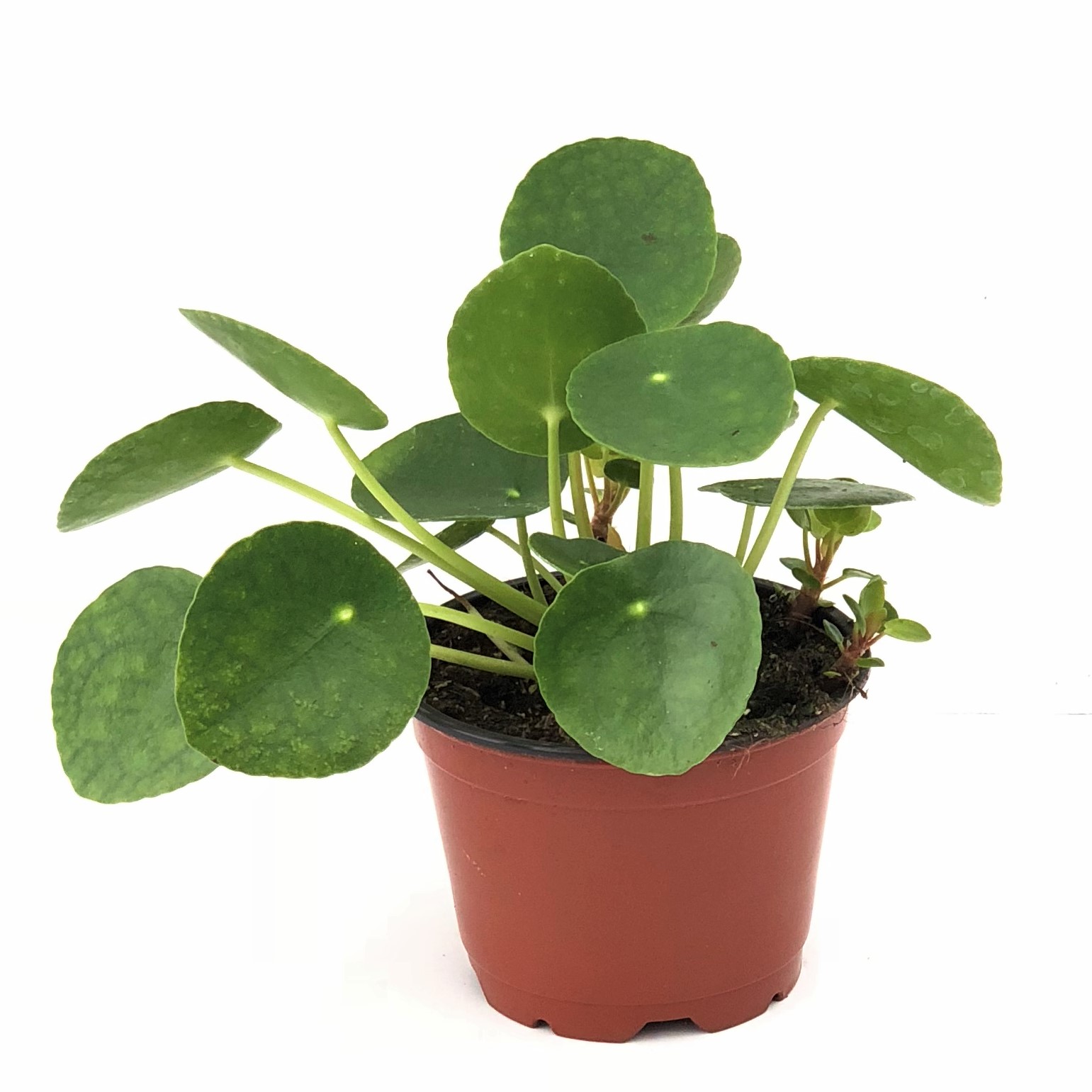 CHINESE MONEY PLANT 4"