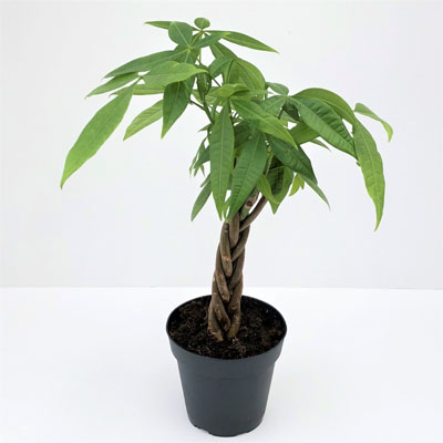 MONEY TREE 4"