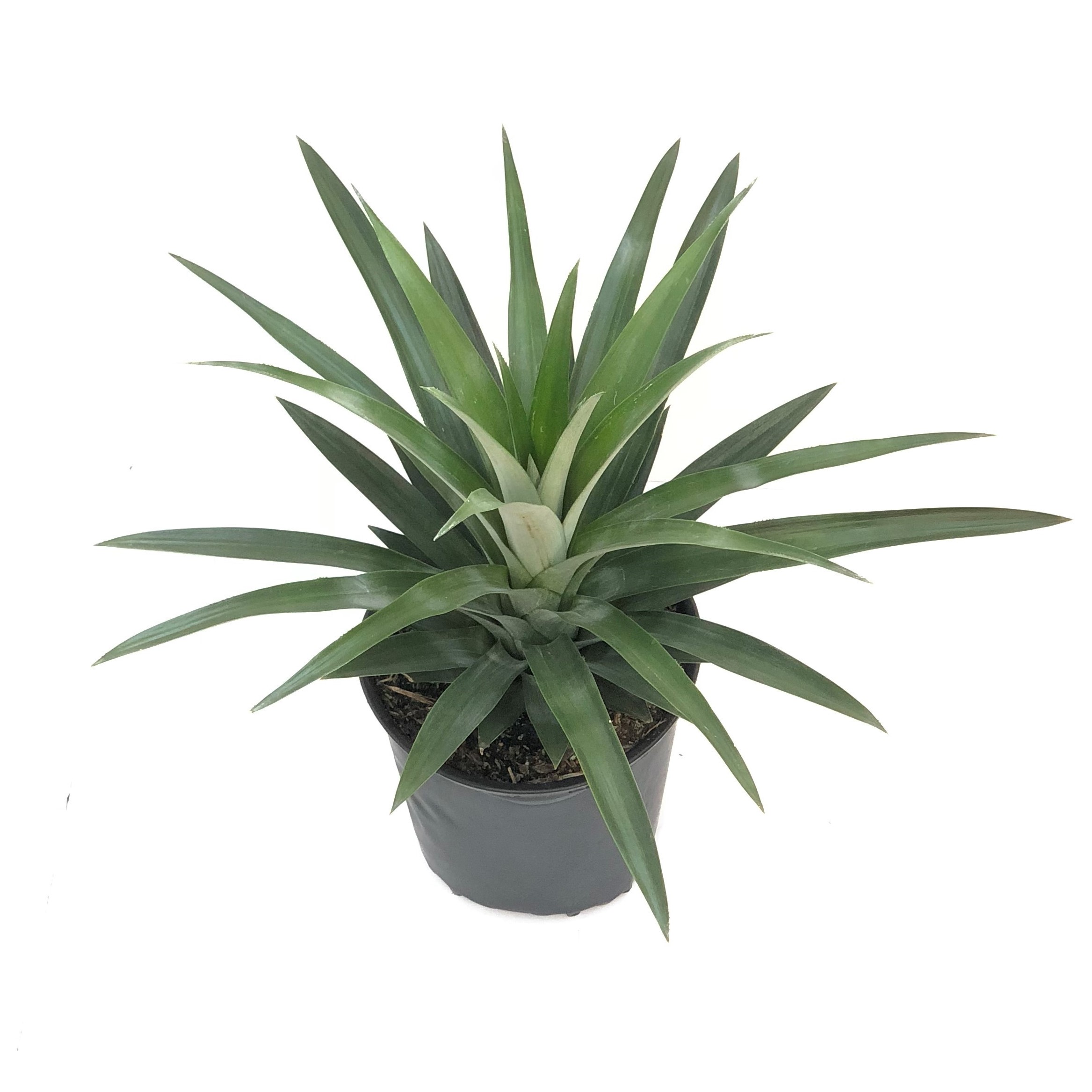 PINEAPPLE PLANT 6"