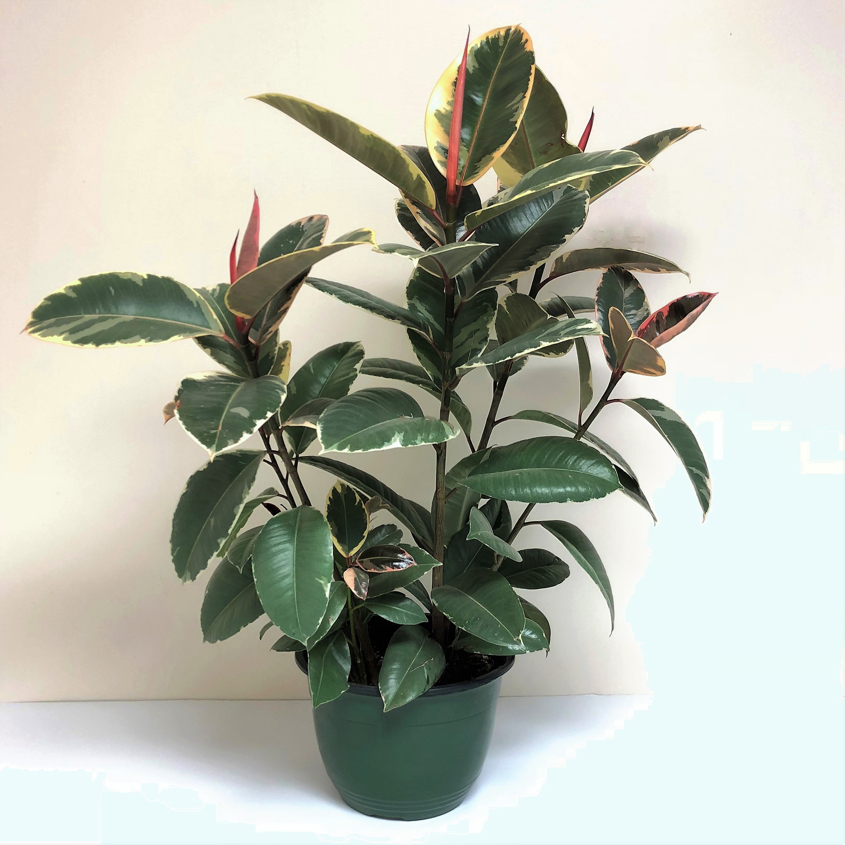 FICUS ELASTICA 8"