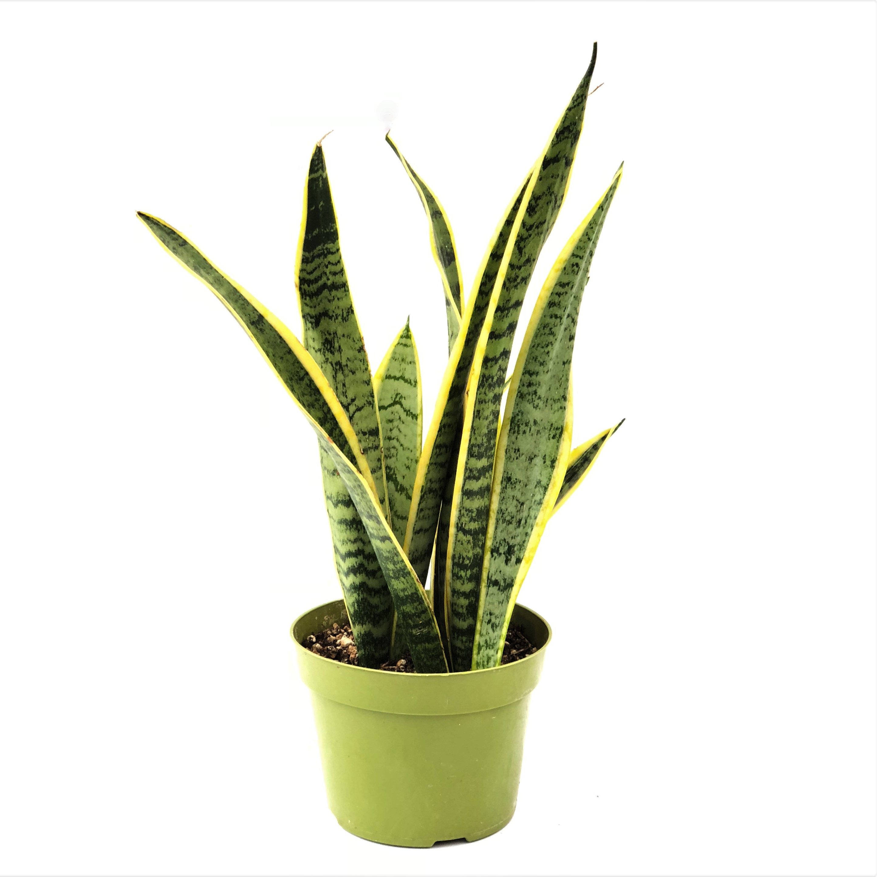 Departments - SANSEVIERIA 6"