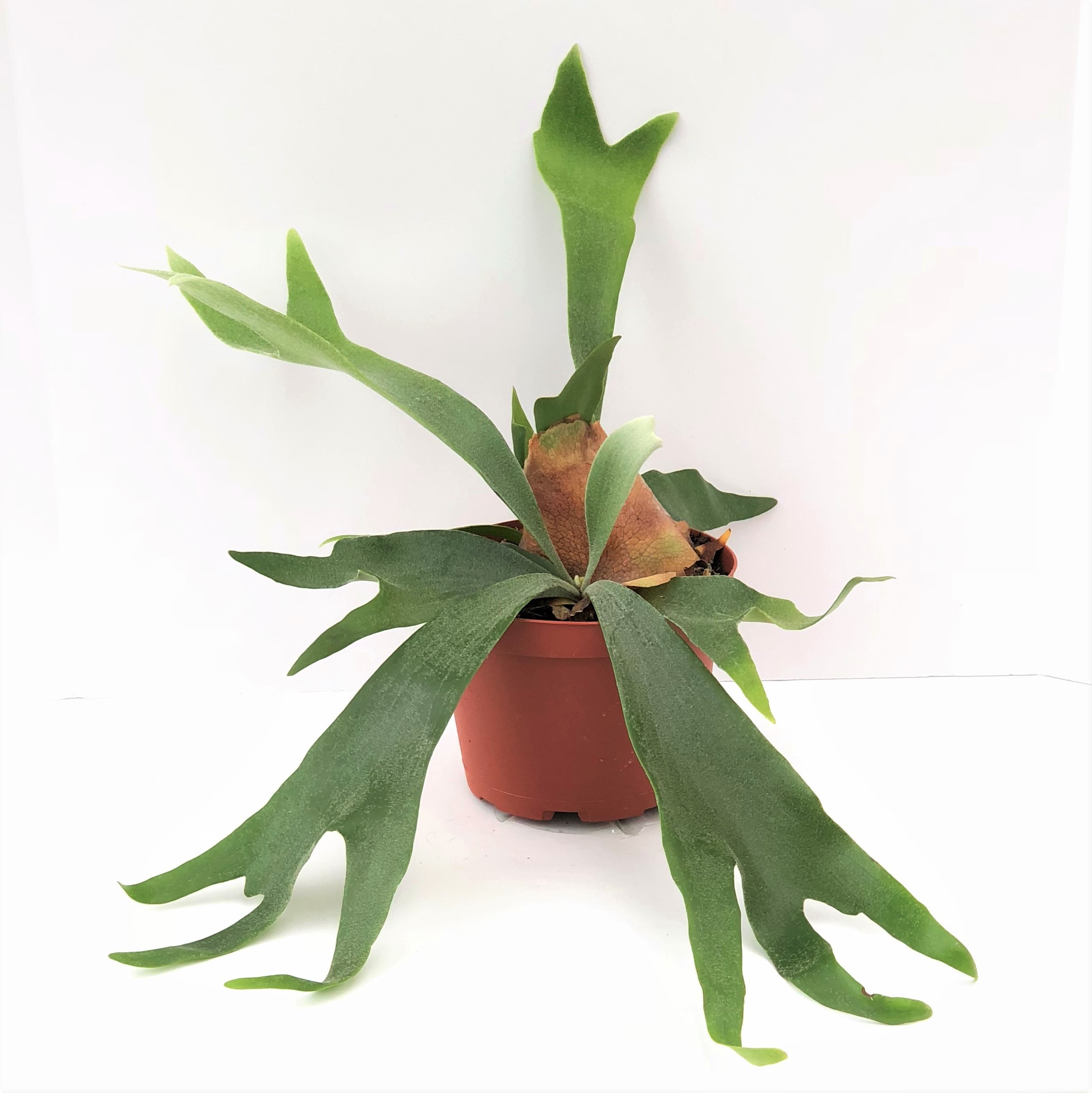 FERN STAGHORN 6"