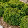 Green Velvet Boxwood 1G