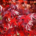 MAPLE, JAPANESE FIREGLOW 4'