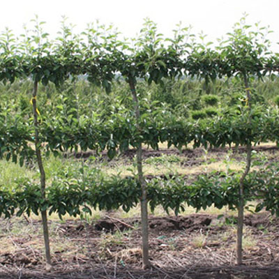 APPLE, GRAVENSTEIN ESPALIER 1.5"