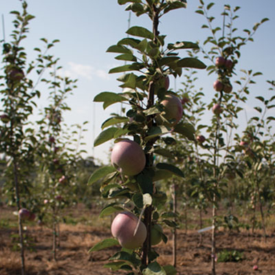 APPLE, MCINTOSH 7 GALLON