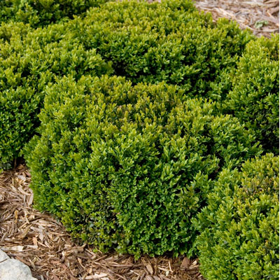 Green Velvet Boxwood 15"