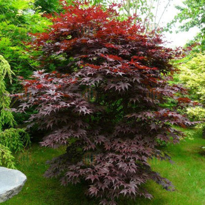 MAPLE, JAPANESE BLOODGOOD 5'