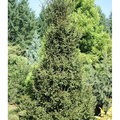 SPRUCE, ORIENTAL GOWDY 4'