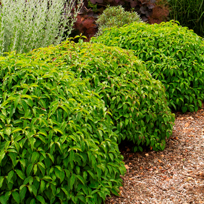 Departments - DOGWOOD, KELSEY REDTWIG 2 GALLON