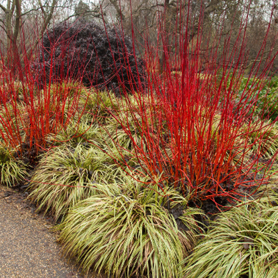 DOGWOOD, RED TWIG 3-5 GALLON