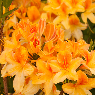 Exbury Deciduous Azalea