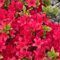 'Girard's Crimson' Azalea