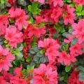 AZALEA, KURUME HINO CRIMSON 3-5G