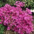 'Girard's Karen' Azalea 3-5 gal