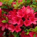 AZALEA, KURUME CORAL BELLS 1 GAL