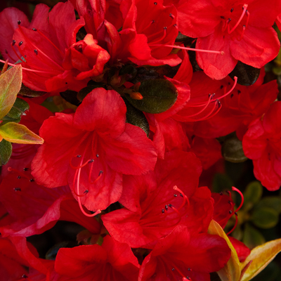 'Girard's Hot Shot' Azalea  