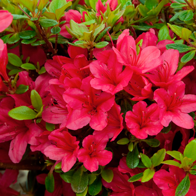 'Coral Bells' Kurume Azalea 1G