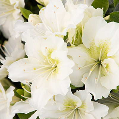 'Snow' Kurume Azalea | Suburban Lawn & Garden