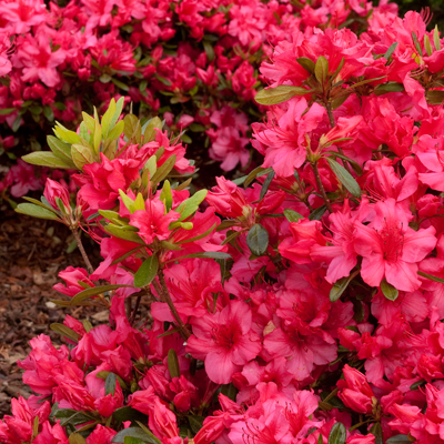 'Girard's Rose' Azalea