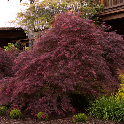 MAPLE, JAPANESE EVER RED 7 GAL