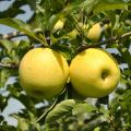 APPLE, GOLDEN DELICIOUS 7 GALLON