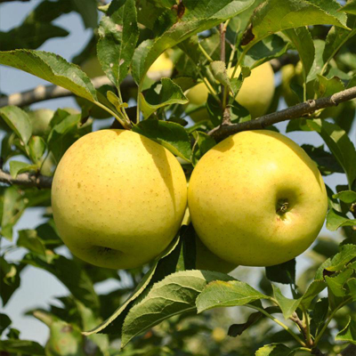 APPLE, GOLDEN DELICIOUS 7 GALLON