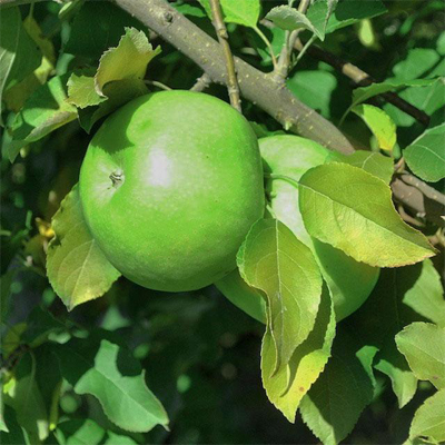 Granny Smith Apple Tree (7 Gal)