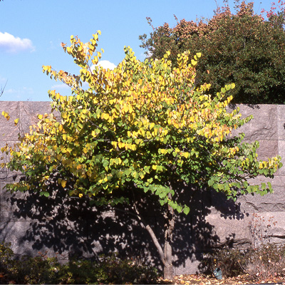 Redbud Tree