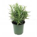 Rosemary 4-inch
