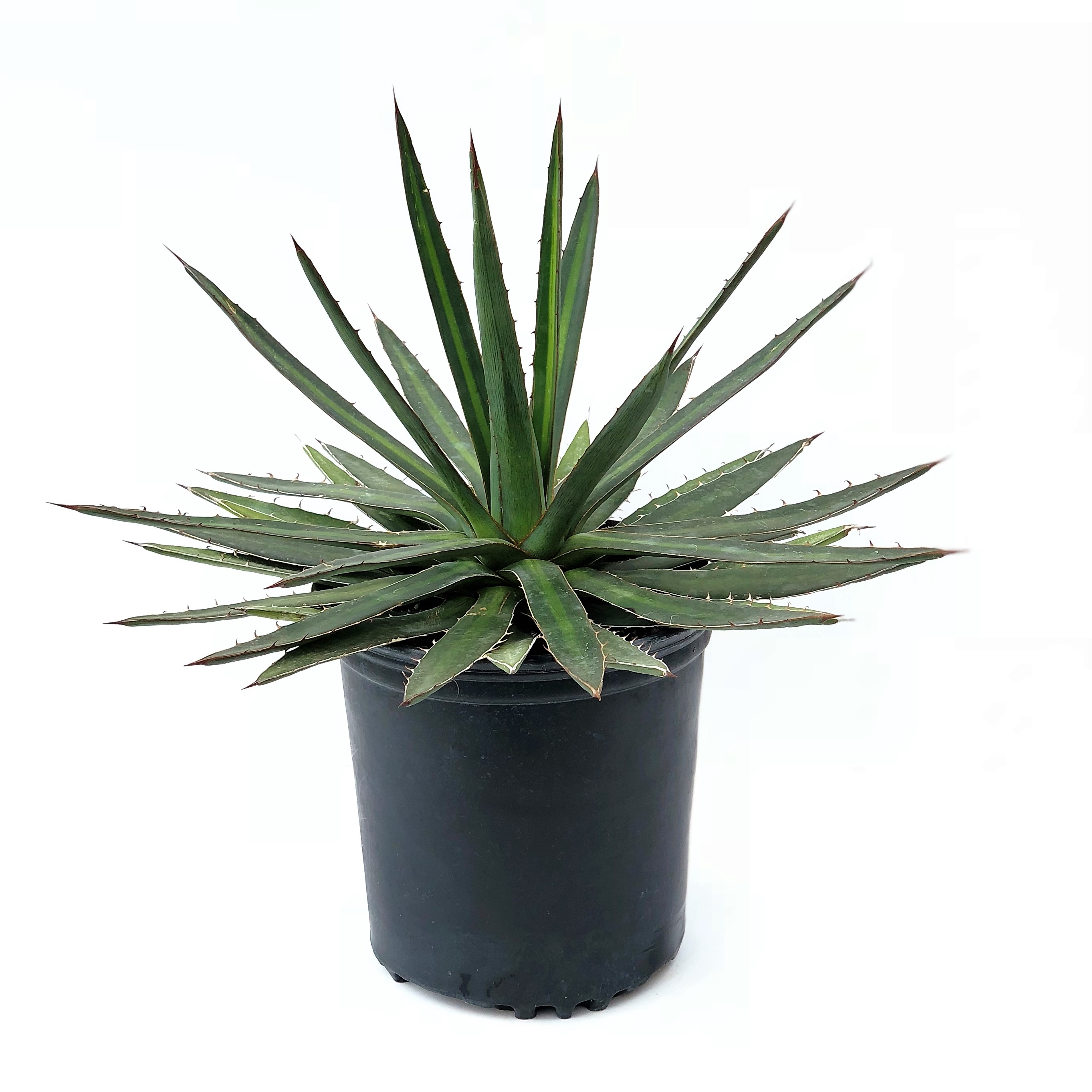 AGAVE ASSORTED 6"