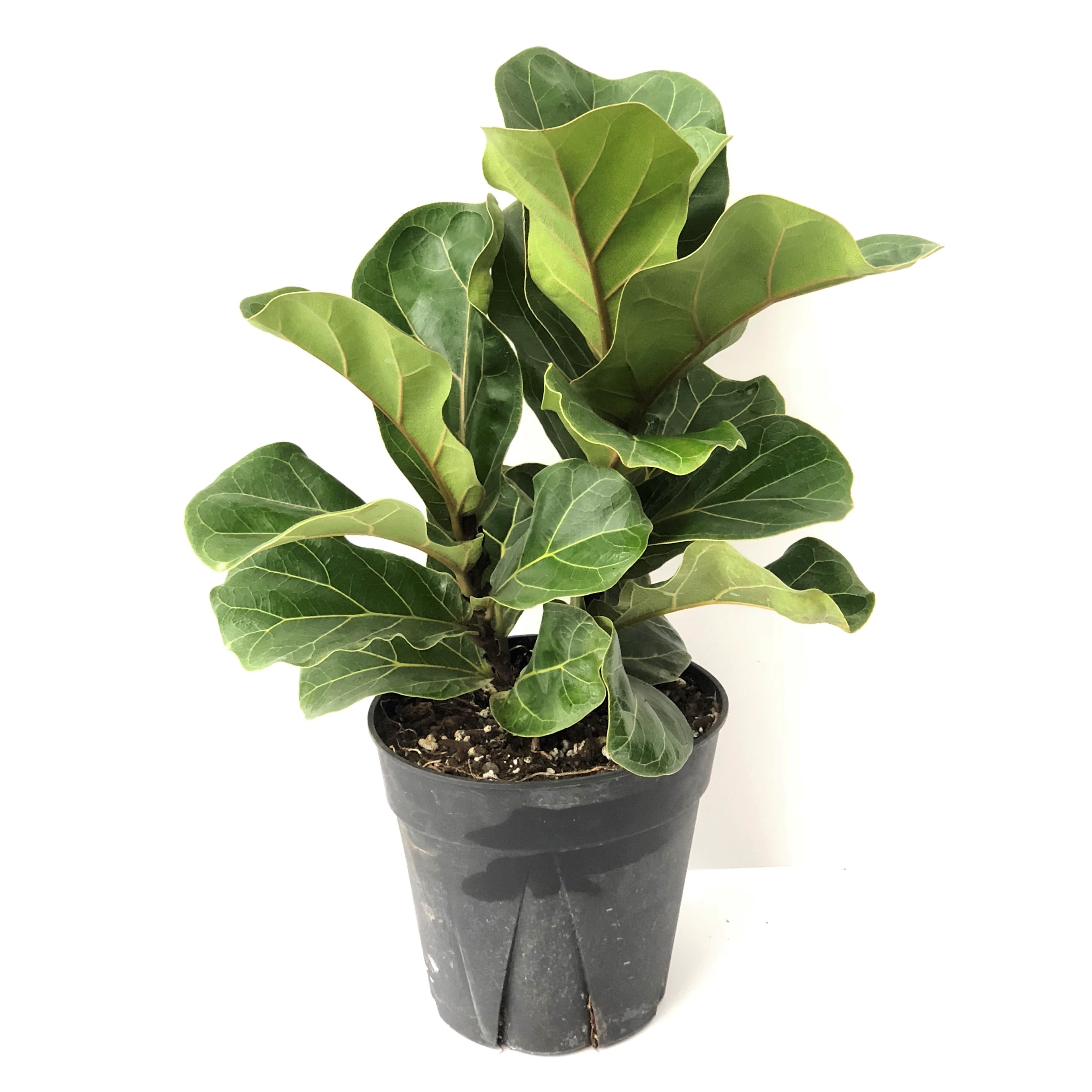 FIDDLE LEAF FIG 6"