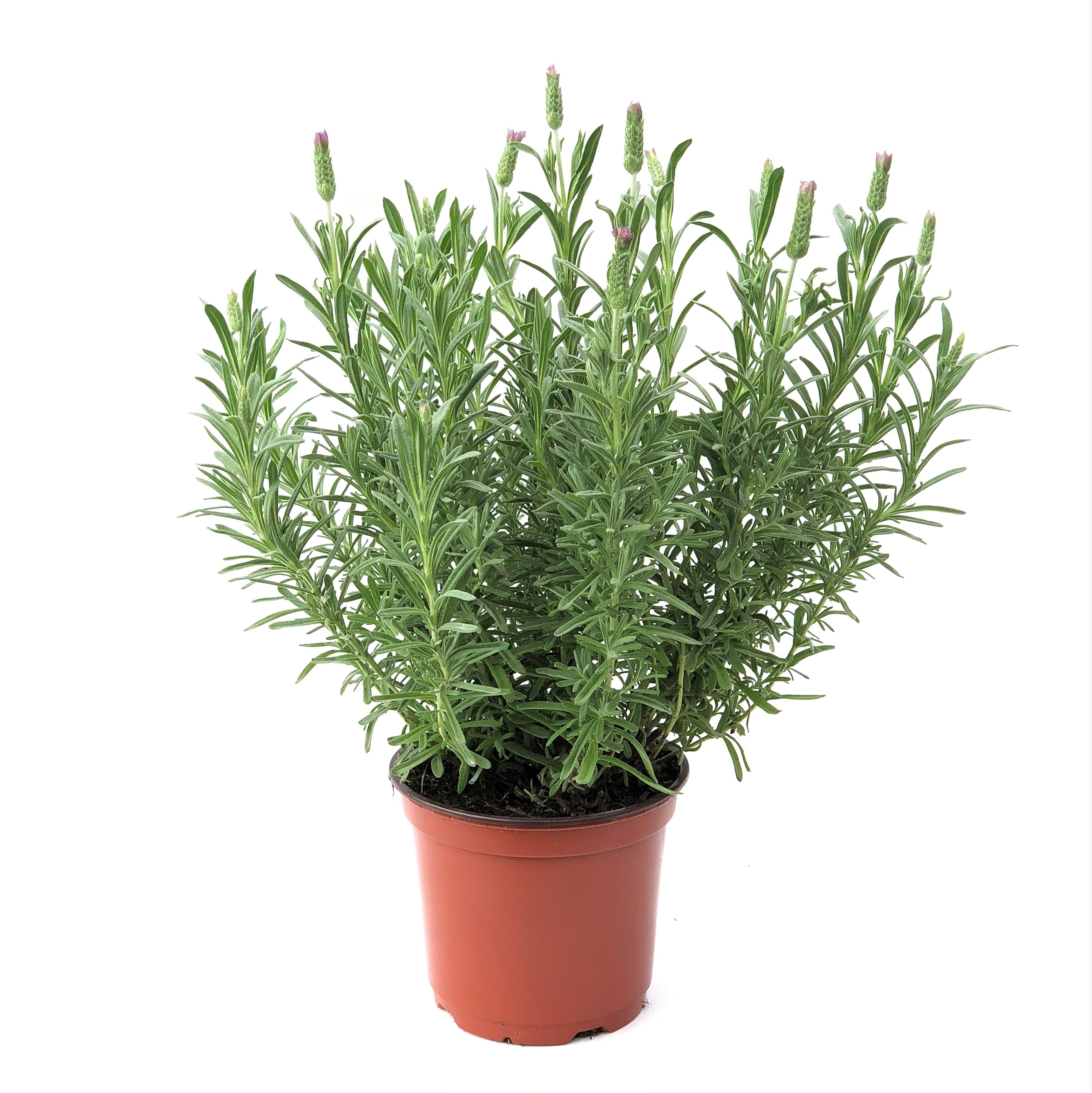 LAVENDER 6"