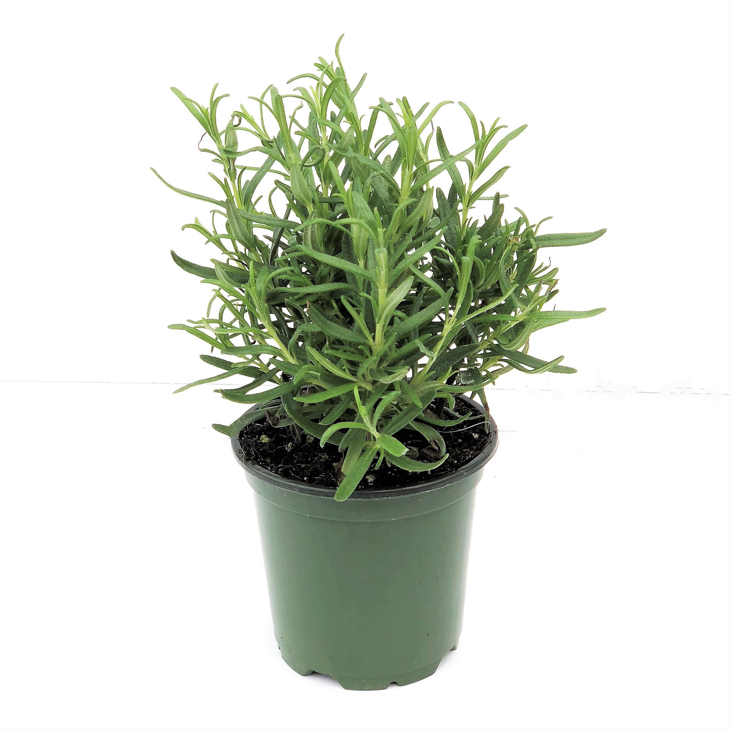 ROSEMARY 4"