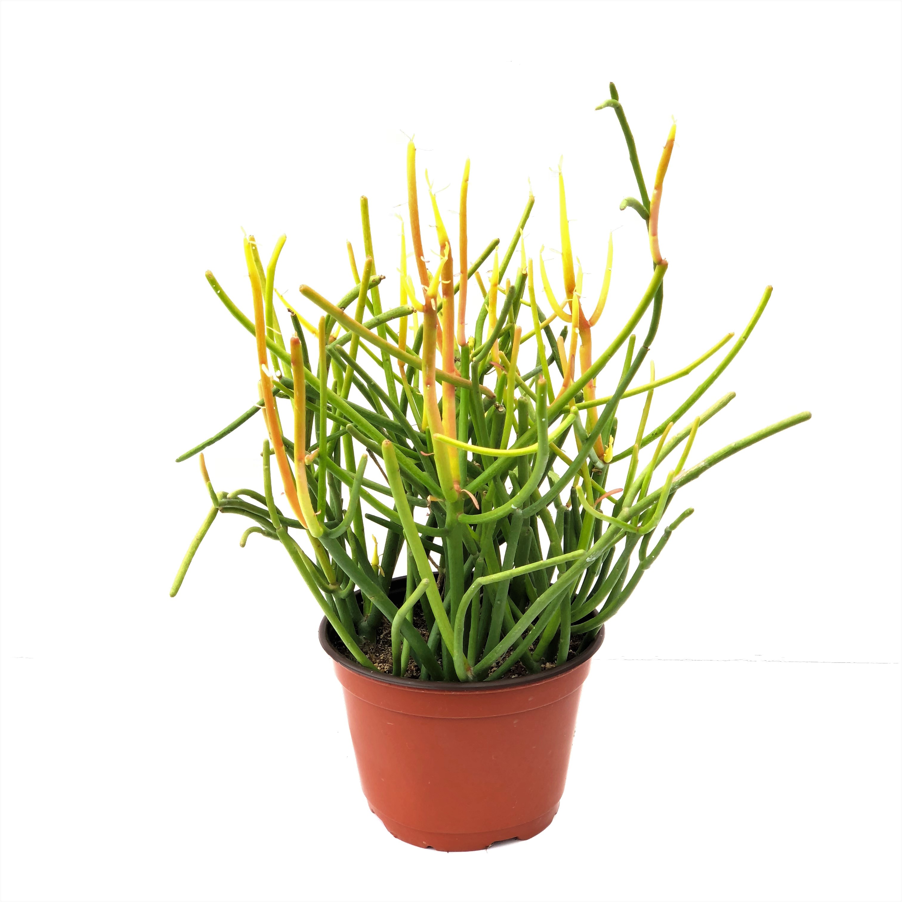 EUPHORBIA STICKS OF FIRE 6"