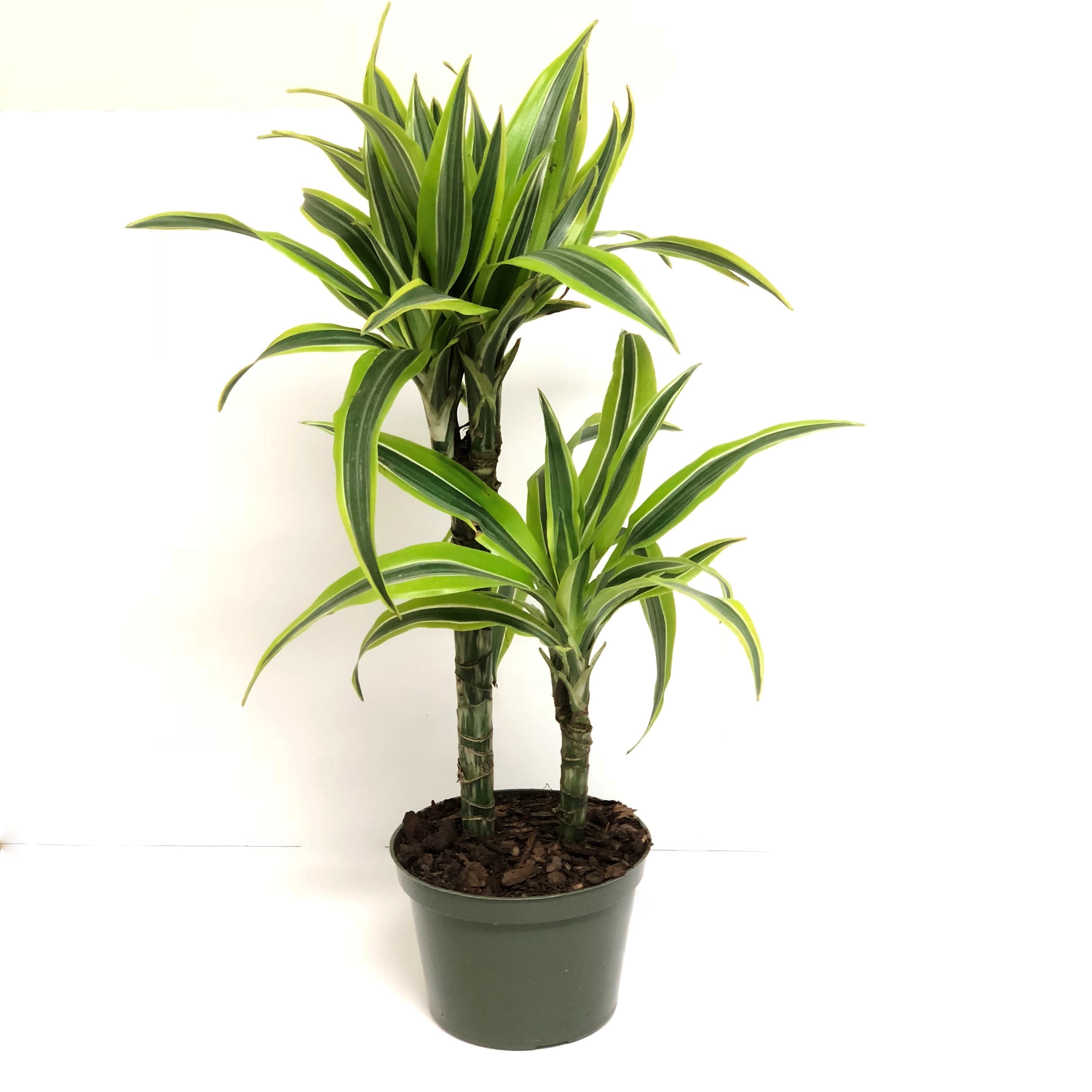 DRACAENA WARNECKII 6"