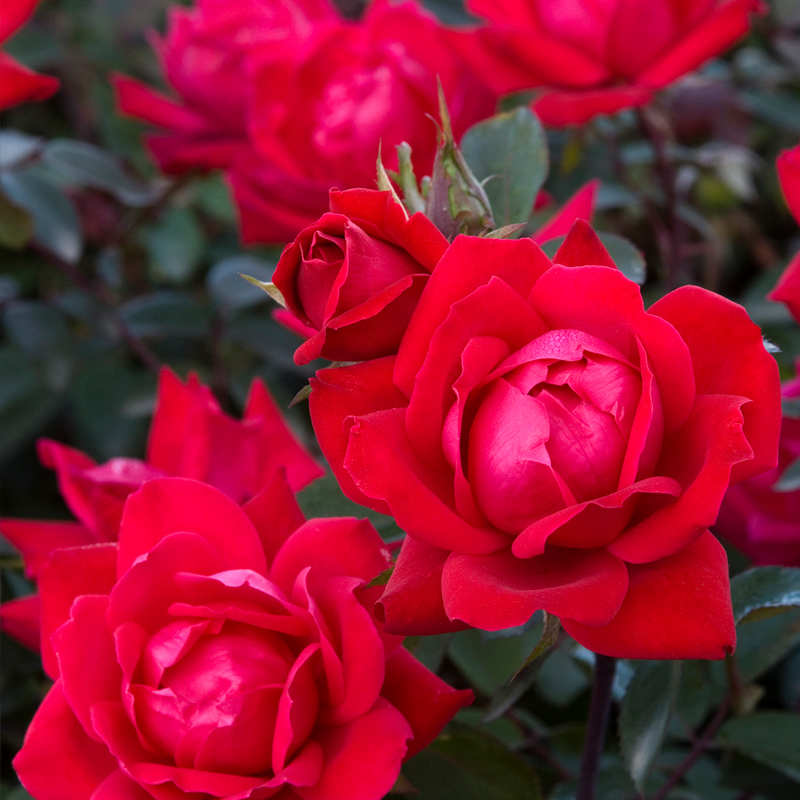 KNOCKOUT ROSES