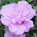 Double Purple Rose of Sharon 'Althea' 3-5 gal 