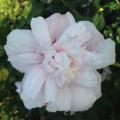 Strawberry Smoothie Rose of Sharon 'Althea' Tree 3-5 gal
