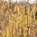 CORYLUS, CONTORTA 3-5 GALLON