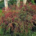 COTONEASTER, PROSTRATE ROCK 3-5G